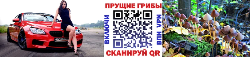 Галлюциногенные грибы Psilocybe  Губаха 